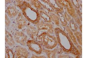 IHC image of ABIN7127853 diluted at 1:100 and staining in paraffin-embedded human kidney tissue performed on a Leica BondTM system. (Recombinant TRAF2 antibody)