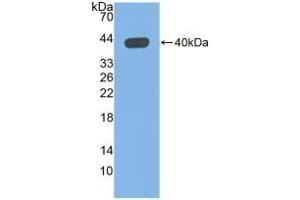 Figure. (QPCT antibody  (AA 29-361))