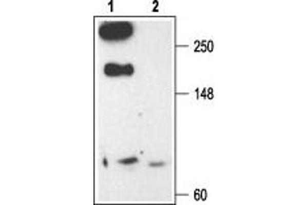 CACNA1E antibody  (Intracellular)