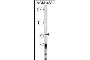 Western blot analysis of AKAP3 Antibody in NCI-H460 cell line lysates (35ug/lane) (AKAP3 antibody  (AA 240-267))