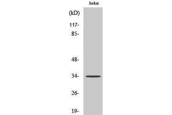 OR51D1 antibody  (Internal Region)