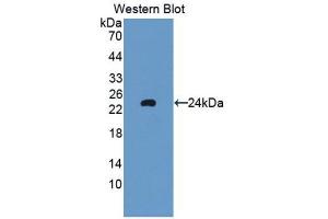 Western Blotting (WB) image for anti-Glutathione Peroxidase 5 (GPX5) (AA 22-221) antibody (ABIN1859060) (GPX5 antibody  (AA 22-221))