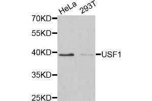 Western blot analysis of extracts of various cell lines, using USF1 antibody (ABIN5970877) at 1/1000 dilution. (USF1 antibody)