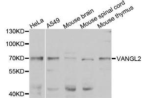 Western blot analysis of extracts of various cell lines, using VANGL2 antibody (ABIN5975655) at 1/1000 dilution. (VANGL2 antibody)