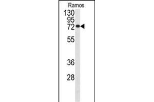 Western blot analysis of anti-CDC25B Antibody  (ABIN391382 and ABIN2841391) in Ramos cell line lysates (35 μg/lane). (CDC25B antibody  (AA 331-360))
