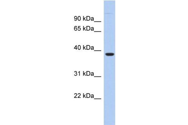 FITM1 antibody  (N-Term)
