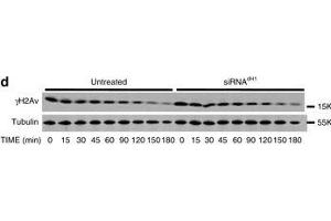 Western Blotting (WB) image for anti-Histone H2A Variant (HIS2AV) (Internal Region), (pSer137) antibody (ABIN129671)