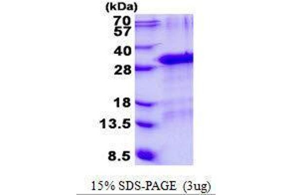 GFER Protein