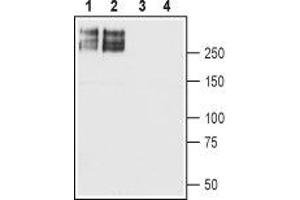 Western blot analysis of rat brain (lanes 1 and 3) and mouse brain (lanes 2 and 4) membranes: - 1,2. (SCN2A antibody  (Intracellular))