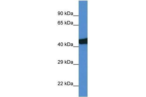 SEC14L3 antibody  (C-Term)