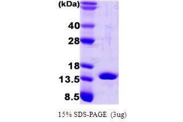 FABP4 Protein (AA 1-132)