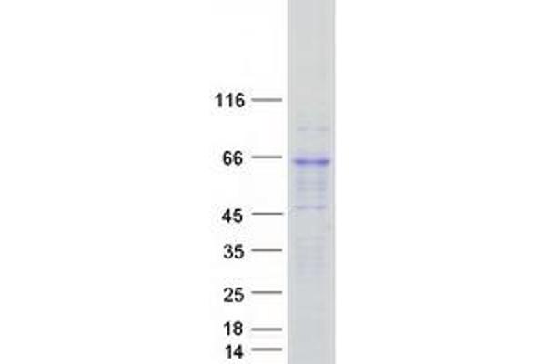 KCNA2 Protein (Myc-DYKDDDDK Tag)