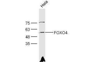 HeLa lysates probed with Rabbit Anti-FOXO4 Polyclonal Antibody, Unconjugated  at 1:300 overnight at 4˚C. (FOXO4 antibody)