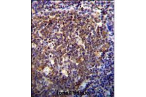 HOXB6 Antibody immunohistochemistry analysis in formalin fixed and paraffin embedded human tonsil tissue followed by peroxidase conjugation of the secondary antibody and DAB staining. (HOXB6 antibody  (AA 128-155))