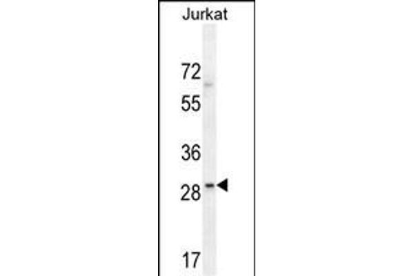 LRRC25 antibody  (C-Term)