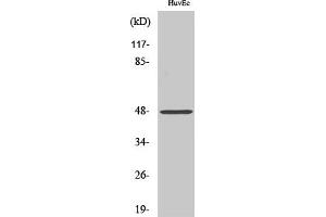 Western Blot analysis of various cells using Cathepsin E Polyclonal Antibody. (Cathepsin E antibody  (Internal Region))