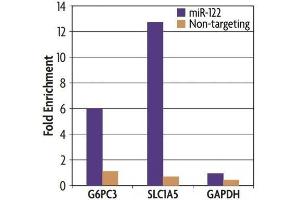 Ago1/2/3 antibody (mAb) (Clone 2A8) tested by immunoprecipitation. (Ago1/2/3 (AA 47-859) antibody)