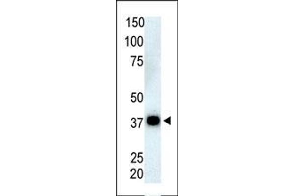 PPP6C antibody  (N-Term)