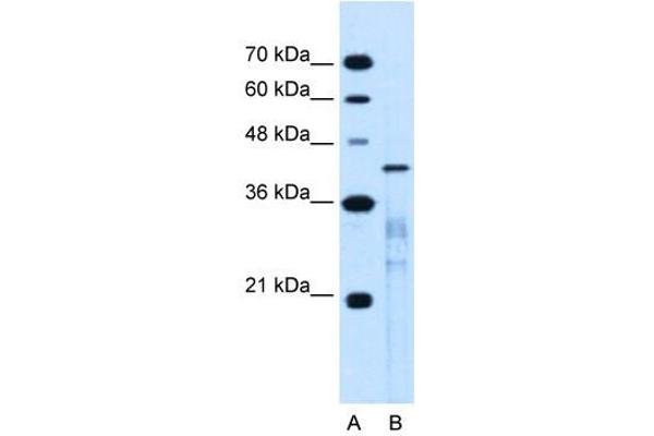 MARVELD3 antibody  (Middle Region)