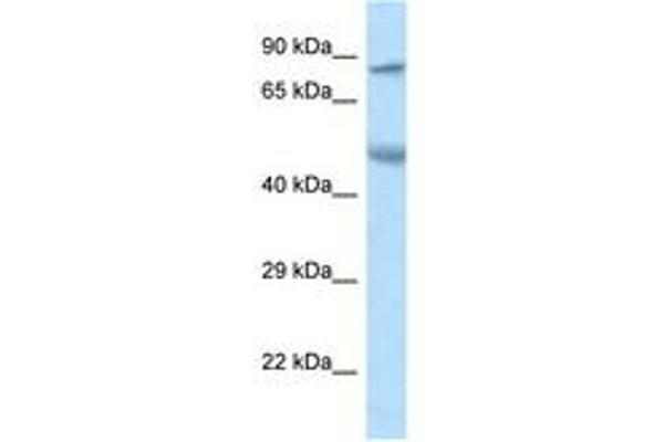 ZNF90 antibody  (AA 49-98)
