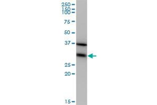 EEF1B2 antibody  (AA 29-91)