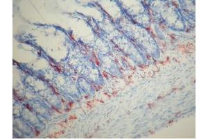 Rat colon frozen tissue section (Macrophages (pan) antibody)