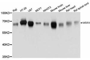 Western blot analysis of extracts of various cell lines, using WDR1 antibody. (WDR1 antibody  (AA 300-500))