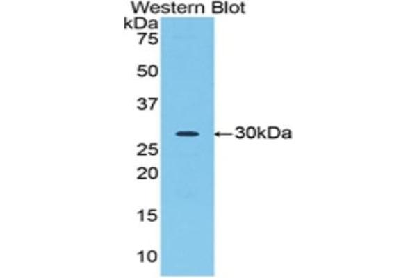 Acrosin antibody  (AA 43-291)