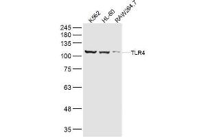 Lane 1: K562 lysates Lane 2: HL-60 lysates Lane 3: RAW264. (TLR4 antibody  (AA 701-800))