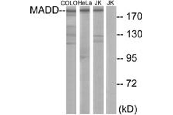 MADD antibody  (AA 751-800)