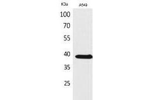 Western Blot analysis of A549 cells using NTCP Polyclonal Antibody. (SLC10A1 antibody  (C-Term))