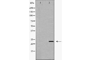 Claudin 5 antibody