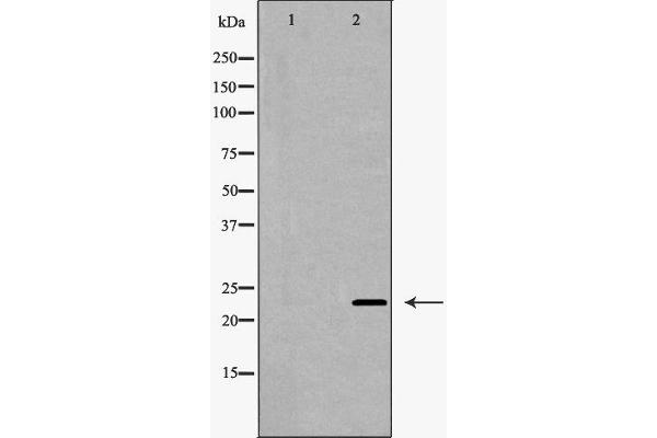 Claudin 5 antibody