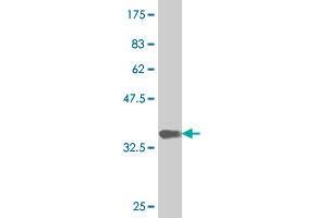 NEUROD6 antibody  (AA 191-290)