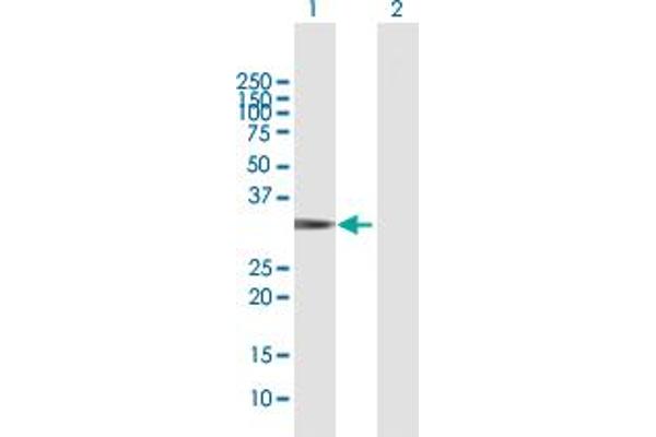 RYBP antibody  (AA 1-228)