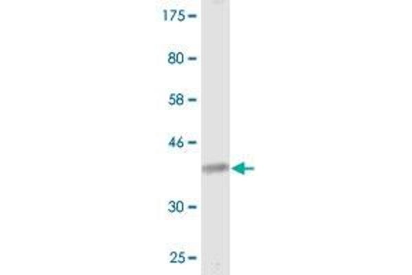 CACNA1I antibody  (AA 233-331)