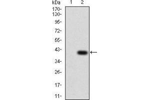 Western blot analysis using TFAP2A mAb against HEK293 (1) and TFAP2A (AA: 1-100)-hIgGFc transfected HEK293 (2) cell lysate. (TFAP2A antibody  (AA 1-100))