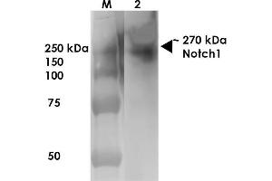 Western Blot analysis of Rat Brain Membrane showing detection of ~270 kDa Notch1 protein using Mouse Anti-Notch1 Monoclonal Antibody, Clone S253-32 . (Notch1 antibody  (AA 20-216))