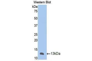 Western Blotting (WB) image for anti-Matrix Metallopeptidase 12 (Macrophage Elastase) (MMP12) (AA 20-99) antibody (ABIN1172857) (MMP12 antibody  (AA 20-99))