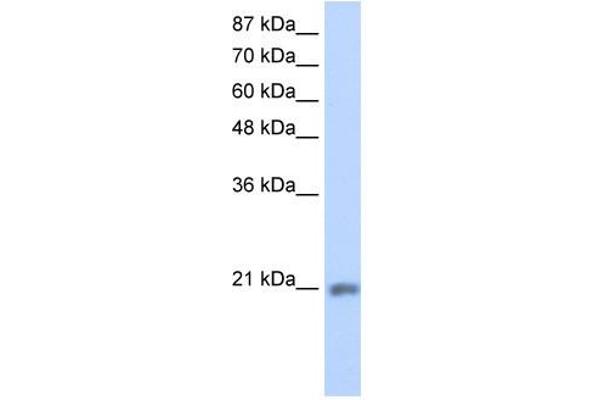 MIF4GD antibody  (C-Term)