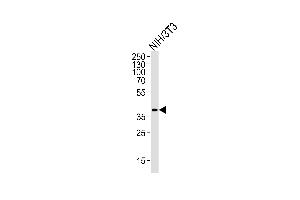 Western blot analysis of lysate from mouse NIH/3T3 cell line, using Mouse Mapk11 Antibody (N-term) (ABIN657841 and ABIN2846803). (MAPK11 antibody  (N-Term))