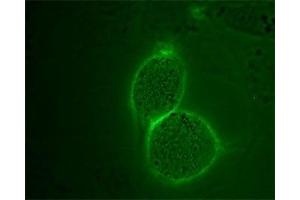 Expression of Angiotensin II receptor type-2 in mouse 3T3-L1 cells - Cell surface detection of Angiotensin II receptor type-2 in intact live mouse 3T3-L1 cells with Anti-Angiotensin II Receptor Type-2 (extracellular)-ATTO Fluor-488 Antibody (ABIN7042926), (1:50), (green). (Angiotensin II Type 2 Receptor antibody  (Extracellular, N-Term) (Atto 488))