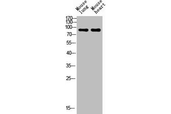 CD56 antibody  (Internal Region)