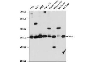 Western blot analysis of extracts of various cell lines, using NAIF1 antibody (ABIN6292825) at 1:1000 dilution. (NAIF1 antibody)