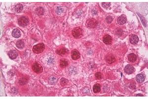 Anti-Ubiquitin antibody IHC staining of human testis. (Ubiquitin antibody)