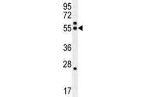 TUBB8B antibody western blot analysis in HeLa lysate. (Tubulin, beta 8 antibody  (AA 320-347))