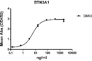 ELISA plate pre-coated by 2 μg/mL (100 μL/well) Human A1 protein, mFc-His tagged protein ABIN6961119, ABIN7042267 and ABIN7042268 can bind Rabbit anti-A1 monoclonal antibody (clone: DM92) in a linear range of 0. (BTN3A1 antibody  (AA 30-254))