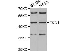 Western blot analysis of extracts of various cell lines, using TCN1 antibody (ABIN5973815) at 1/1000 dilution. (TCN1 antibody)