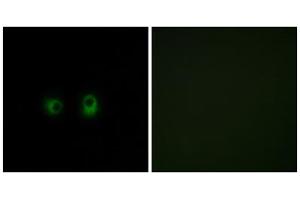 Immunofluorescence analysis of COS-7 cells, using OR2AK2 antibody. (OR2AK2 antibody  (C-Term))