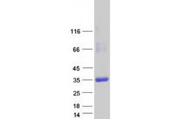 CRYL1 Protein (Myc-DYKDDDDK Tag)